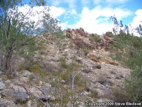 Western Side-blotched Lizard (Uta stansburiana elegans)