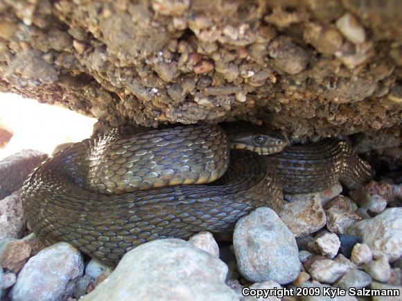 Blotched Watersnake (Nerodia erythrogaster transversa)