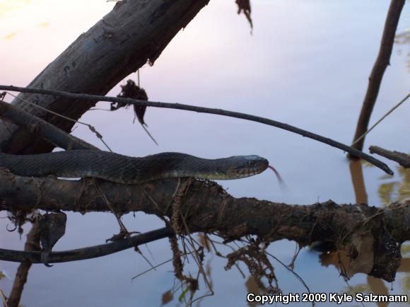 Blotched Watersnake (Nerodia erythrogaster transversa)