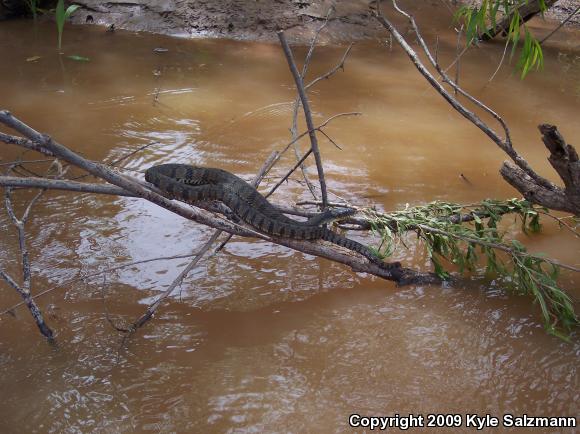 Diamond-backed Watersnake (Nerodia rhombifer rhombifer)