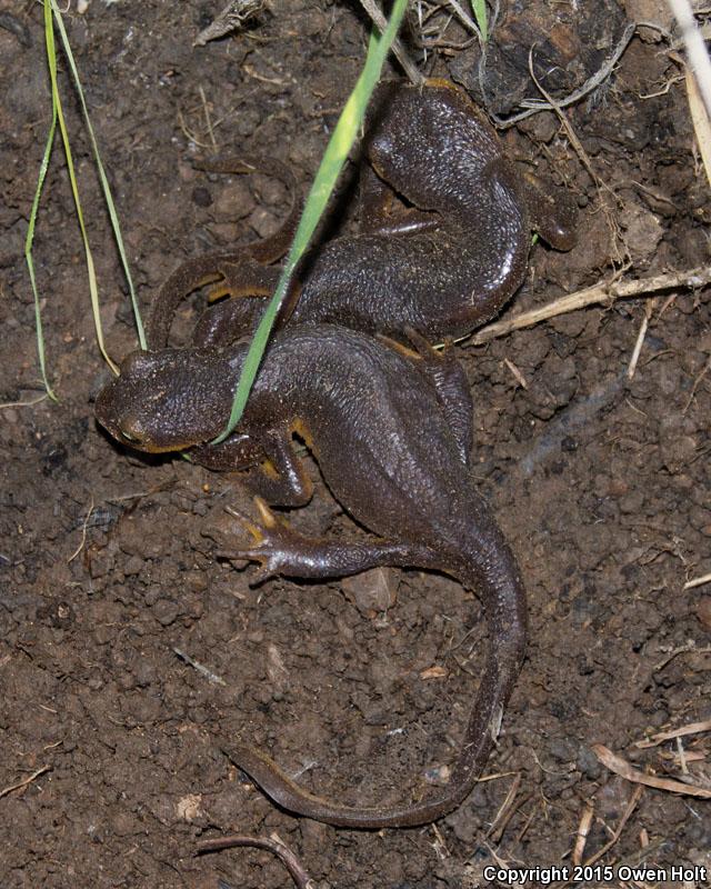 Coast Range Newt (Taricha torosa torosa)