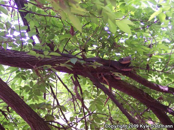 Blotched Watersnake (Nerodia erythrogaster transversa)