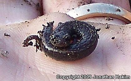 Black-bellied Slender Salamander (Batrachoseps nigriventris)