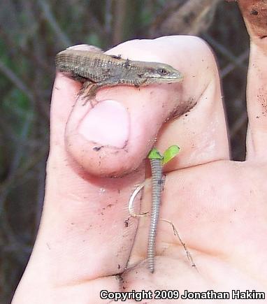 San Diego Alligator Lizard (Elgaria multicarinata webbii)