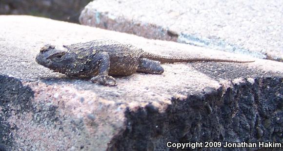 Great Basin Fence Lizard (Sceloporus occidentalis longipes)