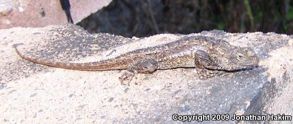 Great Basin Fence Lizard (Sceloporus occidentalis longipes)