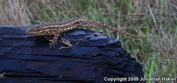 Great Basin Fence Lizard (Sceloporus occidentalis longipes)