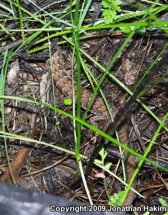 San Diego Alligator Lizard (Elgaria multicarinata webbii)