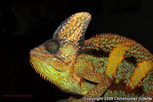 Veiled Chameleon (Chamaeleo calyptratus)