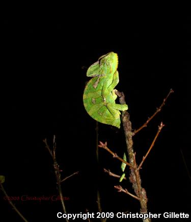 Veiled Chameleon (Chamaeleo calyptratus)