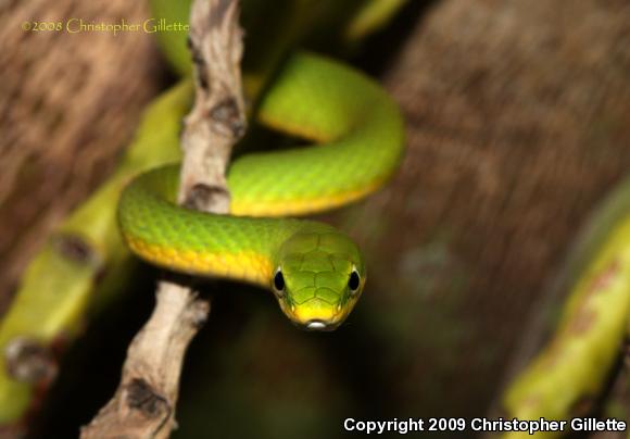 Rough Greensnake (Opheodrys aestivus)