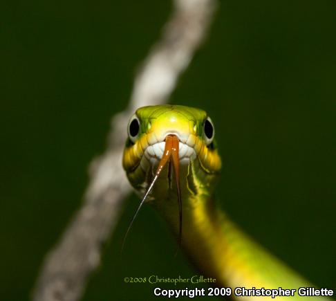 Rough Greensnake (Opheodrys aestivus)