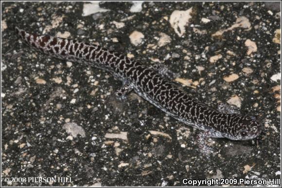 Frosted Flatwoods Salamander (Ambystoma cingulatum)