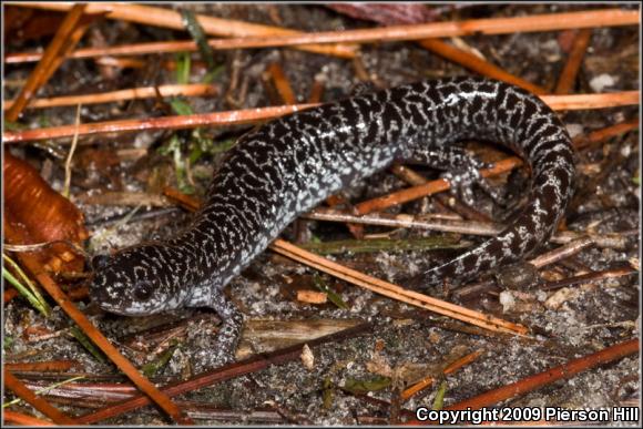 Frosted Flatwoods Salamander (Ambystoma cingulatum)