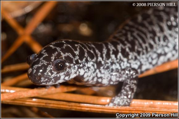 Frosted Flatwoods Salamander (Ambystoma cingulatum)