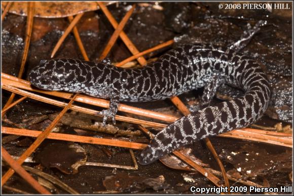 Frosted Flatwoods Salamander (Ambystoma cingulatum)