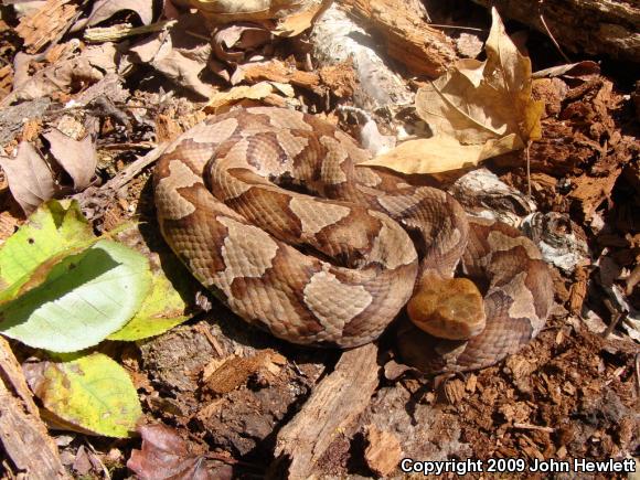 Northern  Copperhead (Agkistrodon contortrix mokasen)