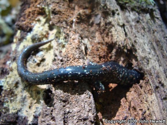 Northern Slimy Salamander (Plethodon glutinosus)