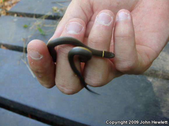 Southern Ring-necked Snake (Diadophis punctatus punctatus)