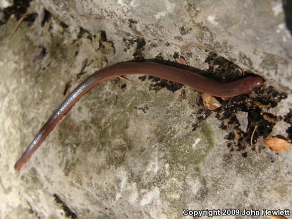 Eastern Wormsnake (Carphophis amoenus)