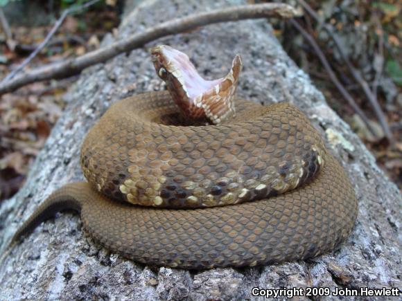 Western Cottonmouth (Agkistrodon piscivorus leucostoma)