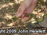 Rough Greensnake (Opheodrys aestivus)