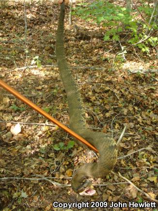 Western Cottonmouth (Agkistrodon piscivorus leucostoma)