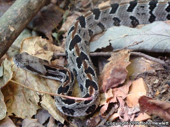 Timber Rattlesnake (Crotalus horridus)