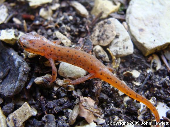 Eastern Newt (Notophthalmus viridescens)