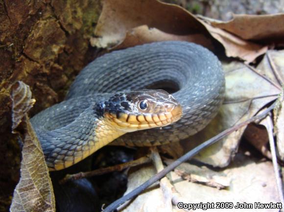 Plain-bellied Watersnake (Nerodia erythrogaster)