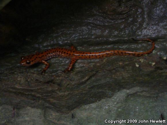 Long-tailed Salamander (Eurycea longicauda)