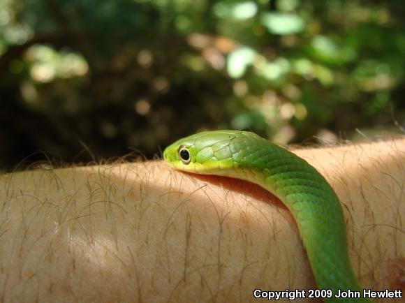 Rough Greensnake (Opheodrys aestivus)