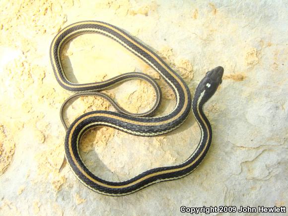 Eastern Ribbonsnake (Thamnophis sauritus)