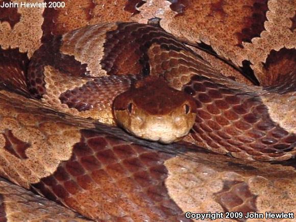 Northern  Copperhead (Agkistrodon contortrix mokasen)