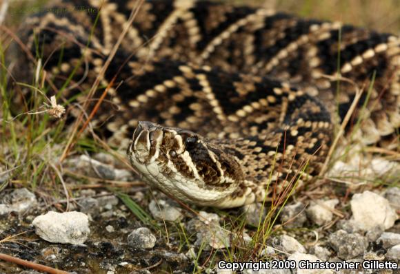 Eastern Diamond-backed Rattlesnake (Crotalus adamanteus)