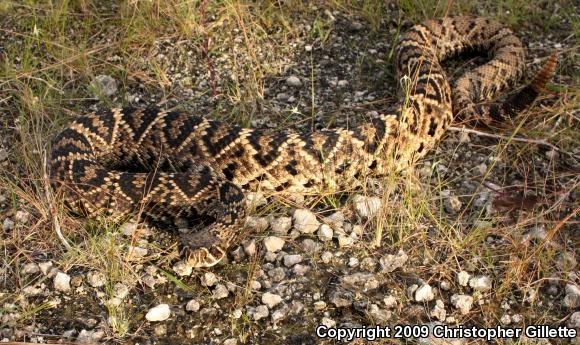 Eastern Diamond-backed Rattlesnake (Crotalus adamanteus)