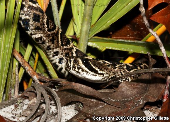 Eastern Diamond-backed Rattlesnake (Crotalus adamanteus)