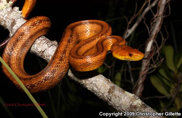 Everglades Ratsnake (Pantherophis obsoletus rossalleni)