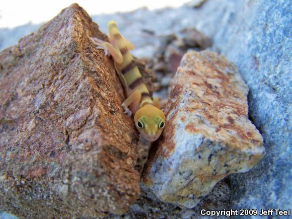 San Diego Banded Gecko (Coleonyx variegatus abbotti)