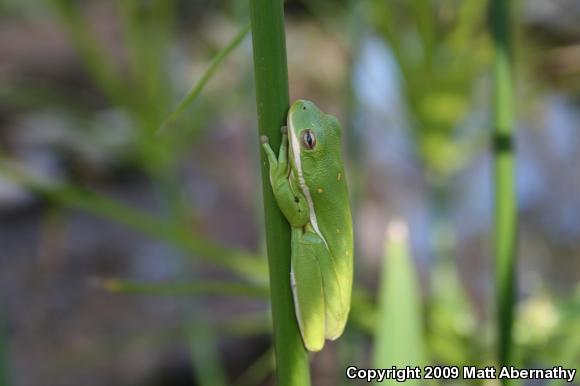 Green Treefrog (Hyla cinerea)