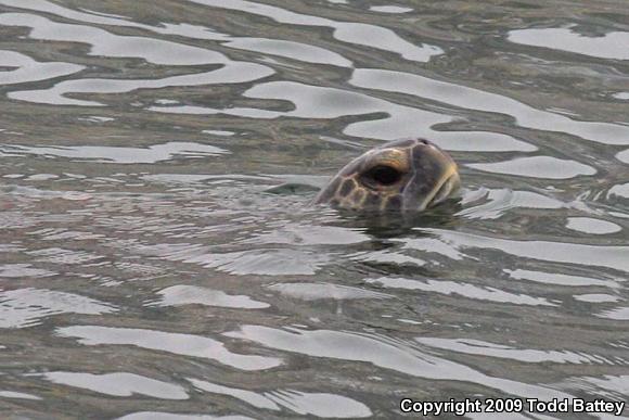 Green Sea Turtle (Chelonia mydas)