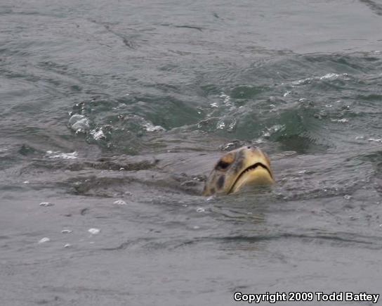 Green Sea Turtle (Chelonia mydas)