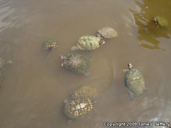 Red-eared Slider (Trachemys scripta elegans)