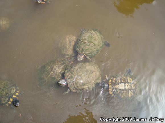 Red-eared Slider (Trachemys scripta elegans)