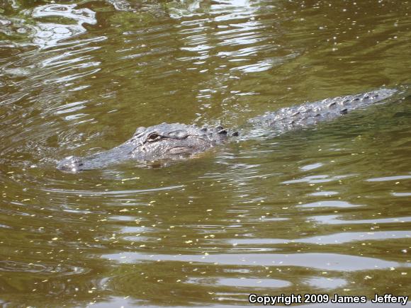 American Alligator (Alligator mississippiensis)