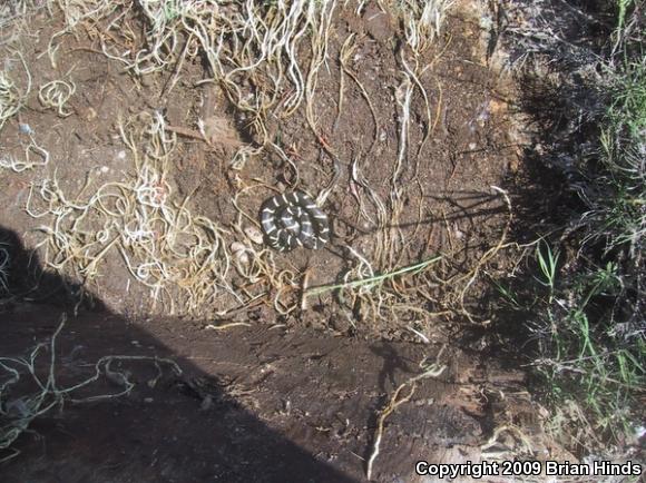 California Kingsnake (Lampropeltis getula californiae)