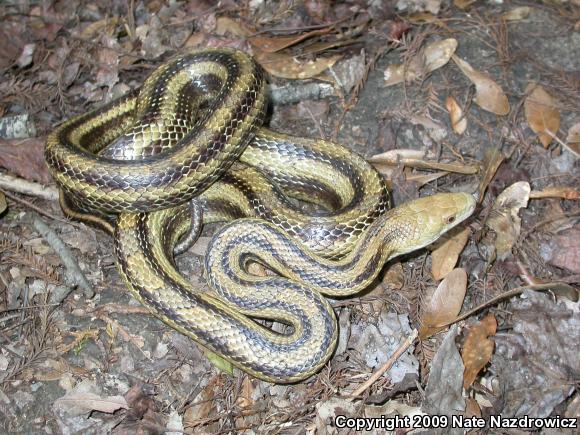 Eastern Ratsnake (Pantherophis alleghaniensis)