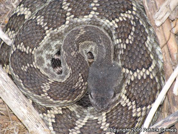 Southern Pacific Rattlesnake (Crotalus oreganus helleri)