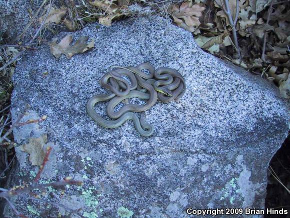 Western Yellow-bellied Racer (Coluber constrictor mormon)