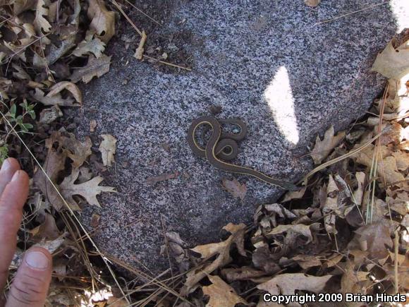 Two-striped Gartersnake (Thamnophis hammondii)